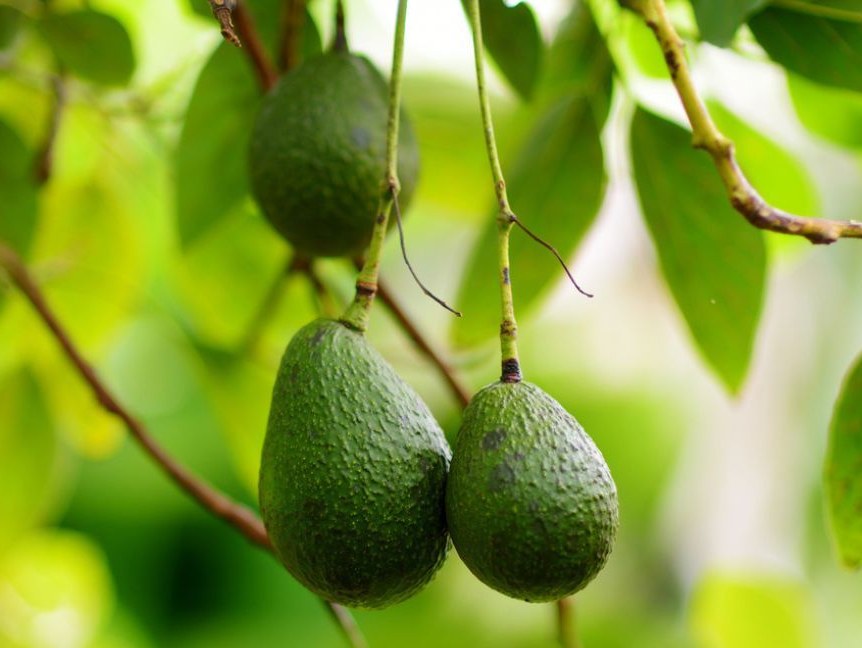 El aguacate 9